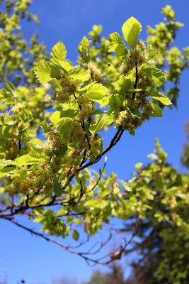 Fagus sylvatica - buk lesní - jarní rašení (19)